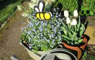 Holzbiene in Blumenkübel