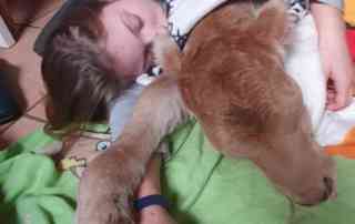 Kinderdorfkind schläft mit Kälbchen im Arm