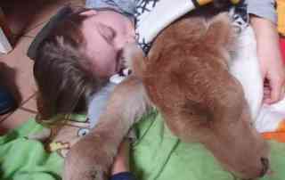 Kinderdorfkind schläft mit Kälbchen im Arm