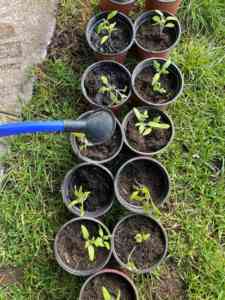 Tomatenpflanze 11WEB2