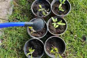Tomatenpflanze11WEB